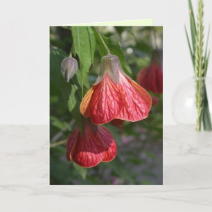 Redvein Abutilon Card