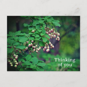 Redvein Enkianthus Campanulatus Flower  Postcard