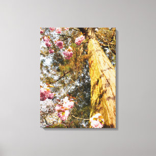Redwood and Cherry Blossom Canvas Print