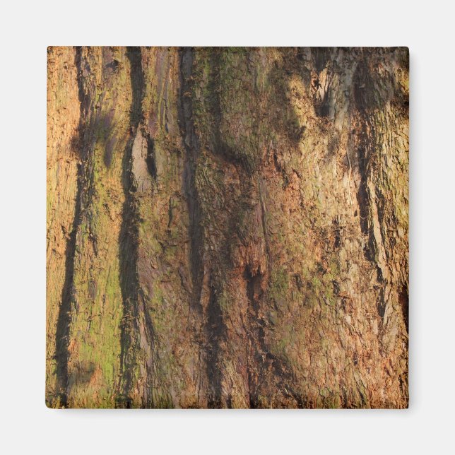 Redwood Bark Photo Texture Magnet (Front)