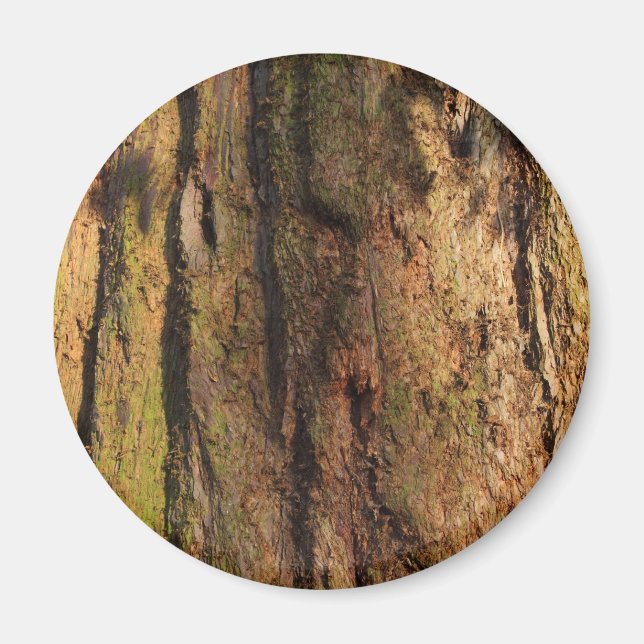 Redwood Bark Photo Texture Magnet (Front)
