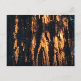 " Redwood Bark ! " Postcard