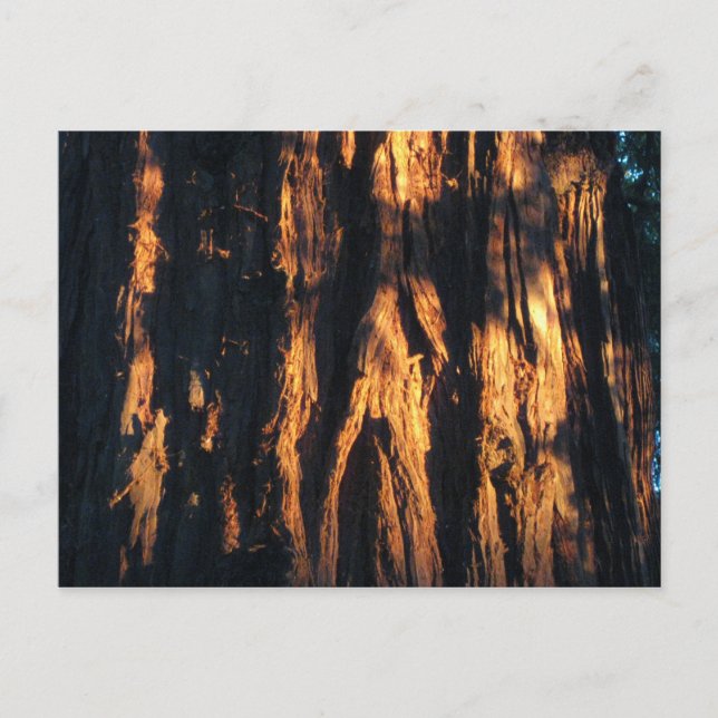 " Redwood Bark ! " Postcard (Front)