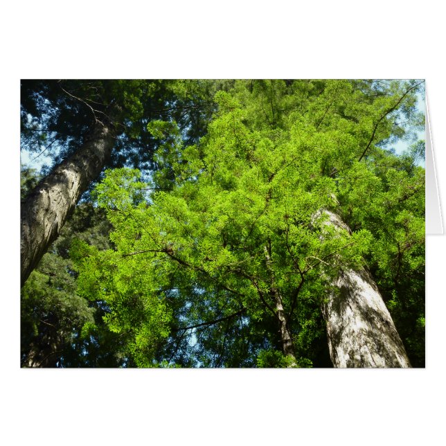 Redwood Boughs at Redwood National Park (Front Horizontal)