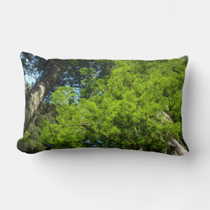 Redwood Boughs at Redwood National Park Lumbar Cushion