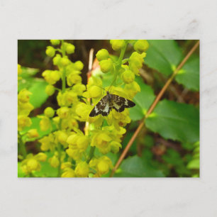 Redwood Butterfly and Oregon Grape Wildflowers Postcard