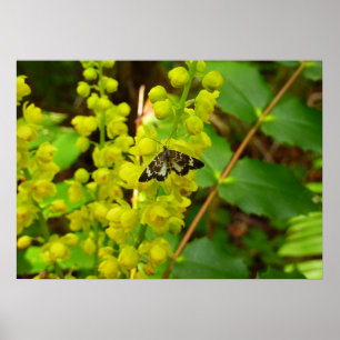 Redwood Butterfly and Oregon Grape Wildflowers Poster