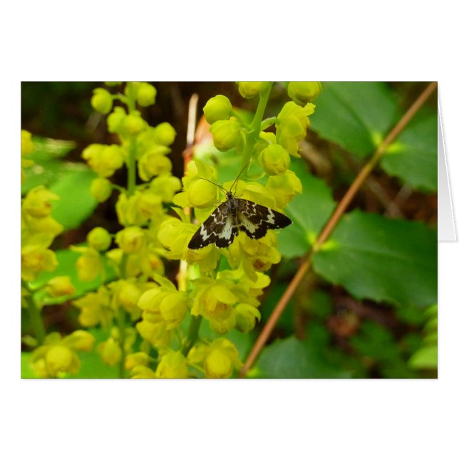 Redwood Butterfly and Wildflowers (Front Horizontal)