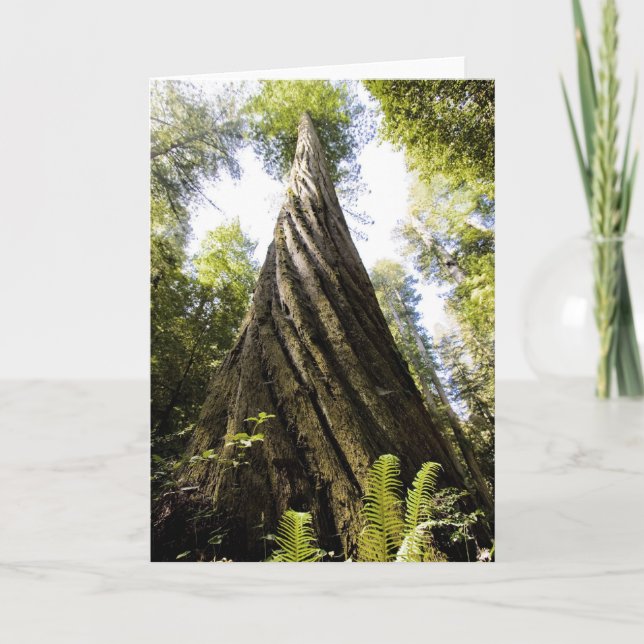 Redwood Card (Front)