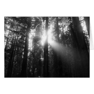 Redwood Forest