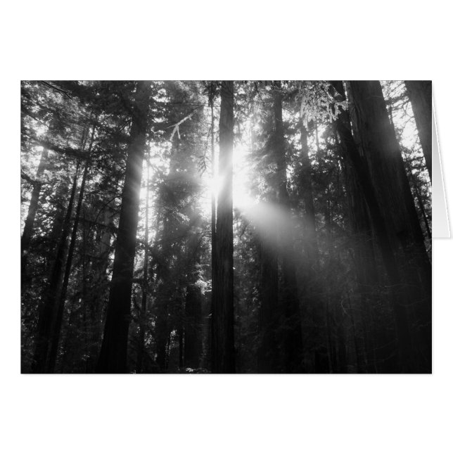 Redwood Forest (Front Horizontal)