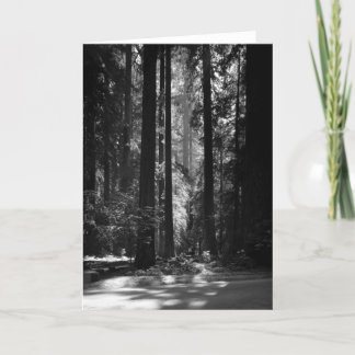 Redwood Forest, Founder's Grove, 1966 Card