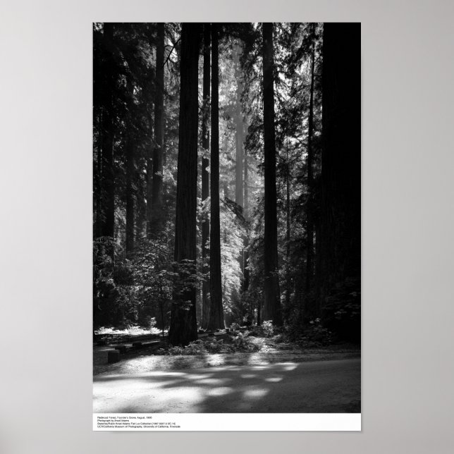 Redwood Forest, Founder's Grove, 1966 Poster (Front)