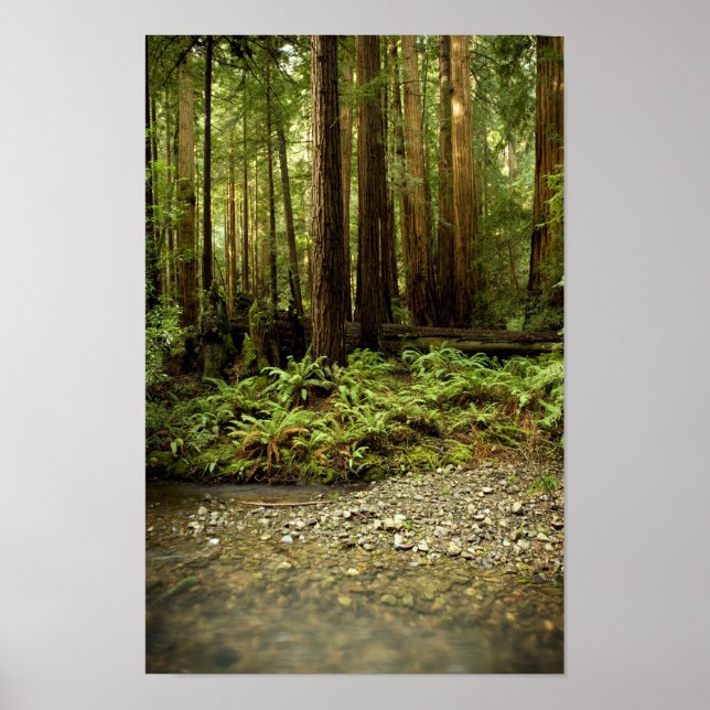 Redwood Forest Glen Poster (Front)