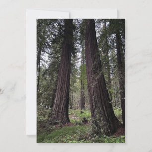 Redwood Forest Holiday Card