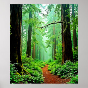 Redwood Forest Misty Tranquility Design Poster