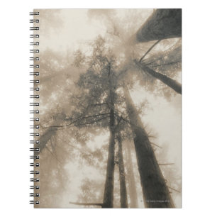 Redwood Forest, Northern California Notebook