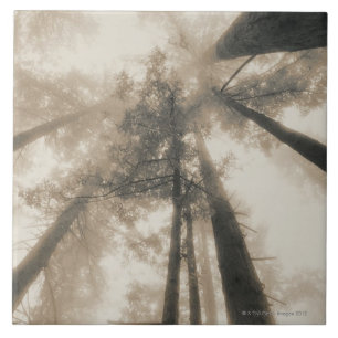 Redwood Forest, Northern California Tile