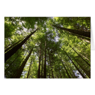 Redwood Forest, Rotorua, New Zealand 2