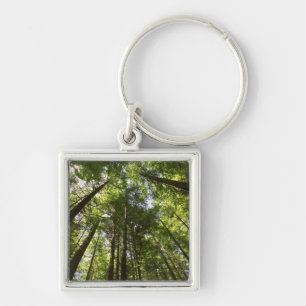 Redwood Forest, Rotorua, New Zealand 2 Key Ring