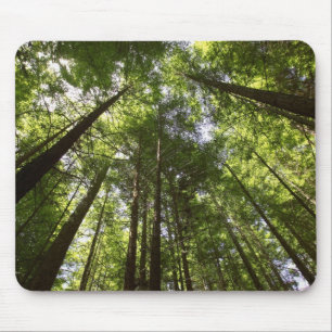 Redwood Forest, Rotorua, New Zealand 2 Mouse Pad