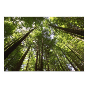 Redwood Forest, Rotorua, New Zealand 2 Photo Print