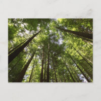 Redwood Forest, Rotorua, New Zealand 2