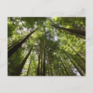 Redwood Forest, Rotorua, New Zealand 2 Postcard