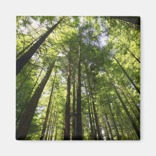 Redwood Forest, Rotorua, New Zealand Magnet