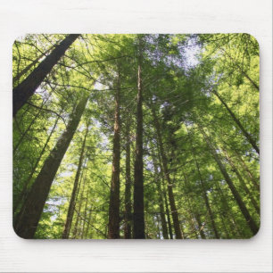 Redwood Forest, Rotorua, New Zealand Mouse Pad