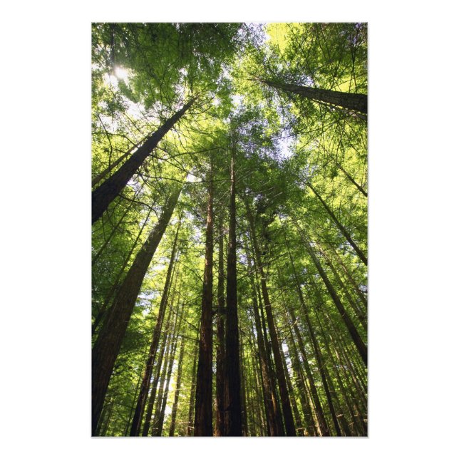 Redwood Forest, Rotorua, New Zealand Photo Print (Front)