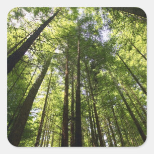 Redwood Forest, Rotorua, New Zealand Square Sticker