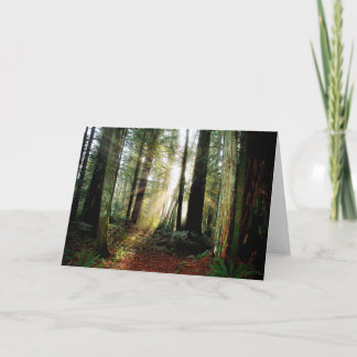 Redwood Morning Card