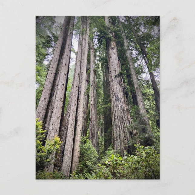Redwood National and State Parks, California Postcard (Front)