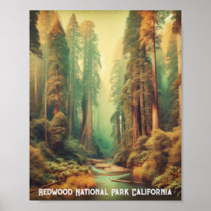 Redwood National Park California Poster