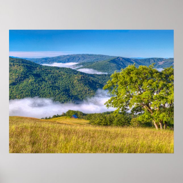 Redwood National Park, California Poster (Front)