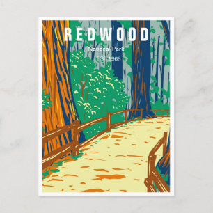 Redwood National Park California Vintage forest Postcard