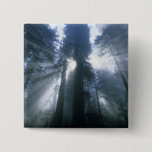 Redwood National Park, Del Norte County, foggy 15 Cm Square Badge