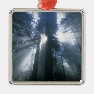 Redwood National Park, Del Norte County, foggy Metal Tree Decoration