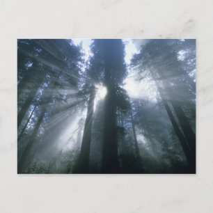 Redwood National Park, Del Norte County, foggy Postcard