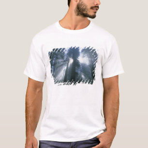 Redwood National Park, Del Norte County, foggy T-Shirt
