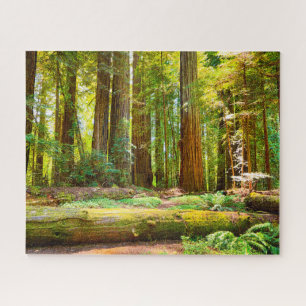 Redwood National Park in California   Jigsaw Puzzle