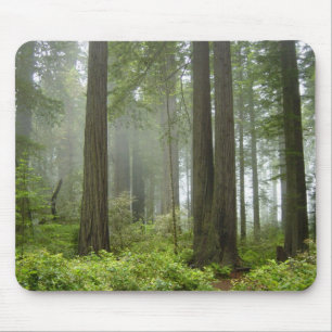 Redwood National Park Mouse Pad