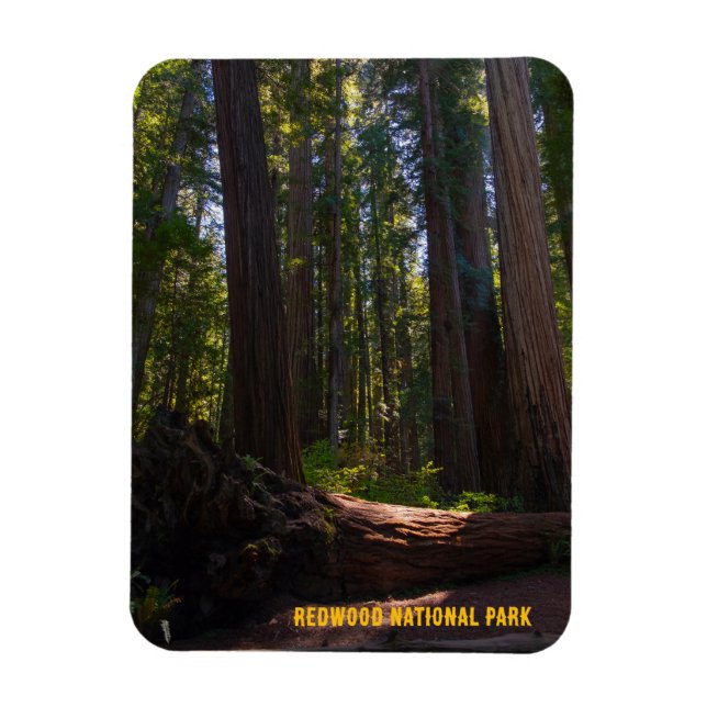 Redwood National Park Stout Grove Magnet (Vertical)