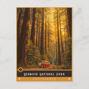 Redwood National Park   Vintage Postcard