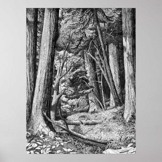 Redwood park poster (Front)