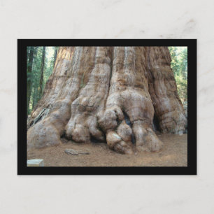 Redwood Postcard