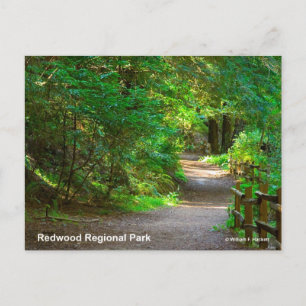 Redwood Regional Park California Products Postcard