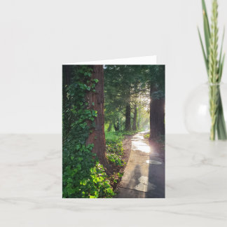 Redwood sunlit path greeting card