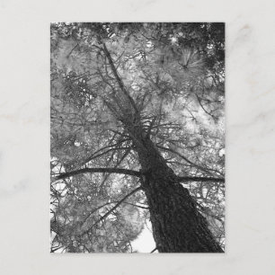 Redwood Tree Black and White Postcard